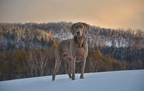 Красивый пес породы веймаранер на снегу