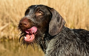 Черный пес породы Дратхаар с высунутым языком