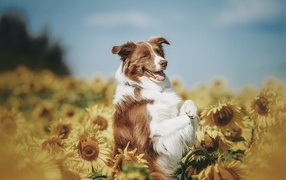 Border collie dog in sunflowers