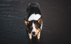 Собака породы бордер колли в воде