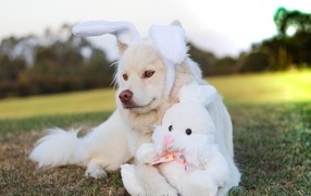 Golden retriever with a toy hare