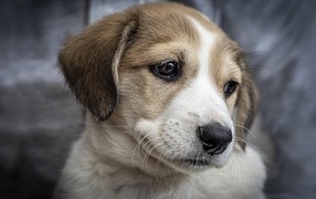 Little sad puppy close-up