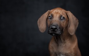 Little sad thoroughbred puppy on a black background