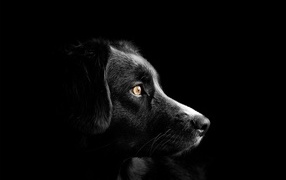 Морда пса на черном фоне