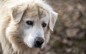 Старый белый пес с грустными глазами