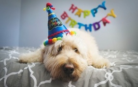 Sad white dog celebrates birthday