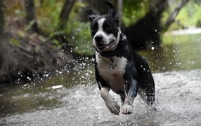 Довольный пес бежит по воде