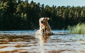 Довольный золотистый ретривер бежит по воде