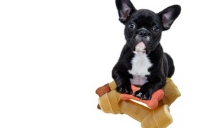 Small black french bulldog with toys in front of a white background