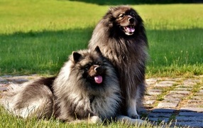 Две  пушистые собаки породы Кеесхонд