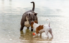 Two purebred dogs getting acquainted in the water