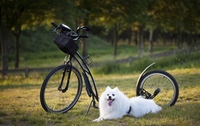 White dog with a bicycle