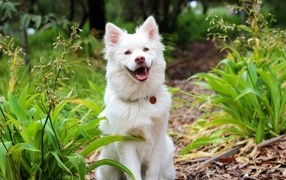 Белый пес с высунутым языком