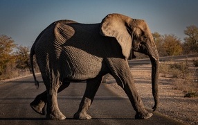 Большой серый слон переходит дорогу