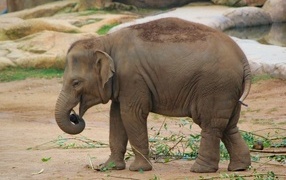 Маленький серый слоненок в зоопарке