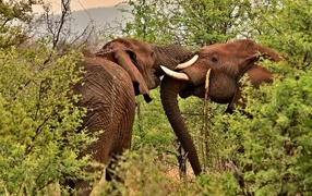 Два больших слона в зарослях деревьев в Африке