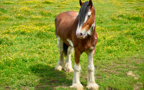Красивая коричневая лошадь на зеленой траве