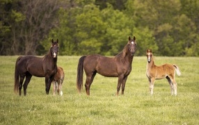 Лошади с детенышами на поле