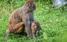 Big monkey with baby on green grass