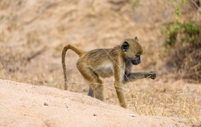 Маленькая обезьянка в сафари парке