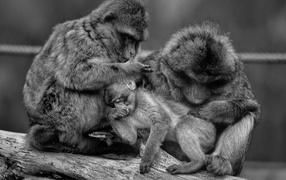 Семья обезьян черно-белое фото 