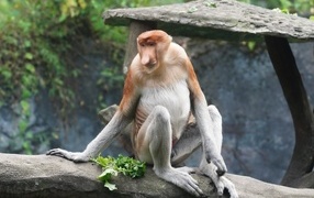 Monkey with sits on a stone in the zoo