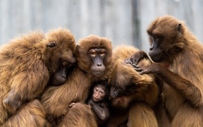 Теплые отношения семьи обезьян
