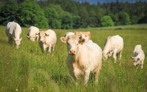 Стадо коров пасется на зеленой траве