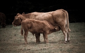 Большая коричневая корова с теленком