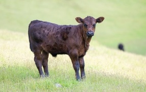 Маленький коричневый теленок на поле