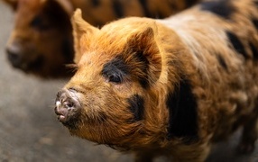 Большая домашняя коричневая свинья