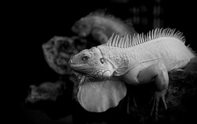 Черно-белое фото игуаны