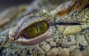 Зеленый глаз аллигатора