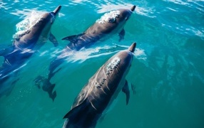Три дельфина плывут в море