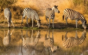 Четыре зебры у водопоя