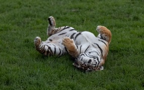 Большой полосатый тигр спит на зеленой траве