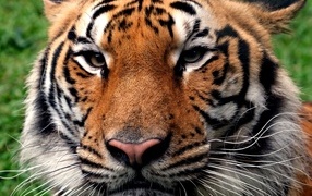 Серьезная морда полосатого тигра