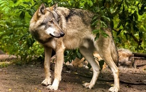 Большой серый волк стоит под деревом