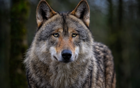 Большой грустный серый волк