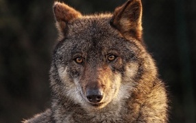 Морда большого серого волка крупным планом