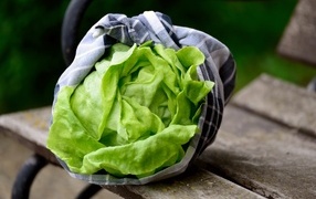 Green lettuce leaves close up