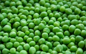 Green pea grains close-up