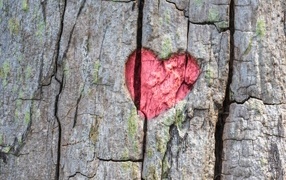 Red heart on tree bark