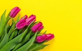 Букет розовых тюльпанов на желтом фоне