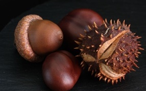 Dry chestnuts and acorns on a black background