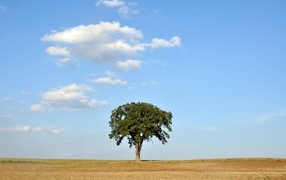 Одинокое зеленое дерево на поле