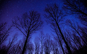 Tree crowns against the night sky