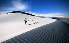 Сухое дерево в пустыне под голубым небом