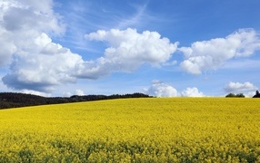 Поле с желтыми цветами рапса весной