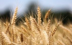 Спелые колосья пшеницы на поле осенью